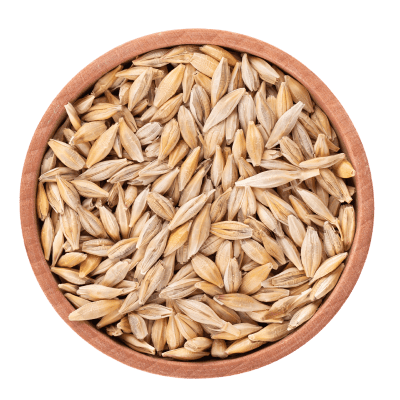 Barley