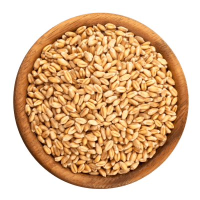 Wheat